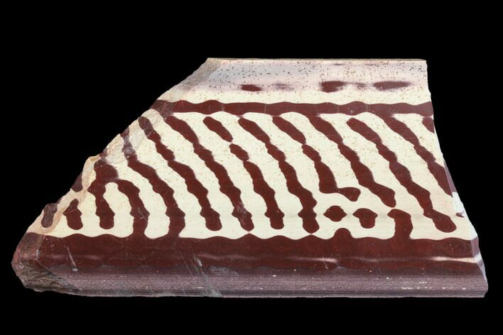 Polished Slab Of Zebra Stone (Ediacaran Microbialite?) #176279